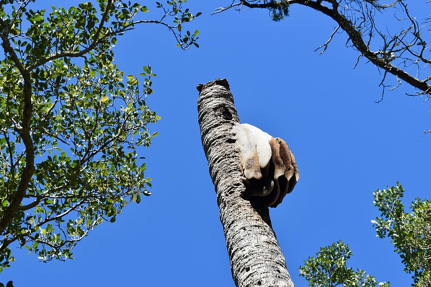 A beehive hangs from a dead tree. A few dead trees were left standing for the woodpeckers.