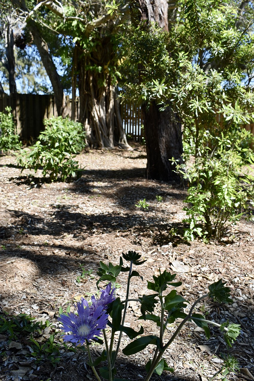 Asters bloom in the redesigned landscape.