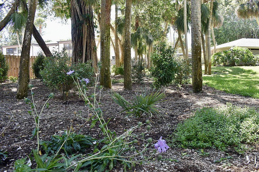 A look at the new Florida-friendly landscaping at Banyan Bay.
