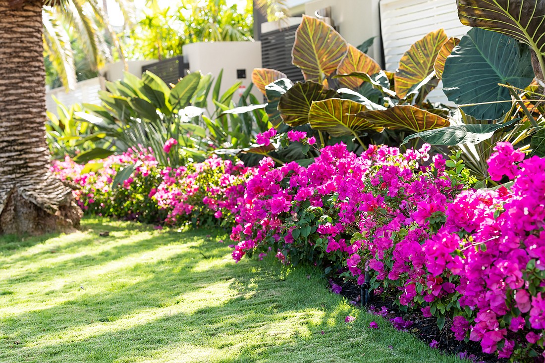 Bougainvillea flowers outside a Florida building. Photo from Adobe Stock