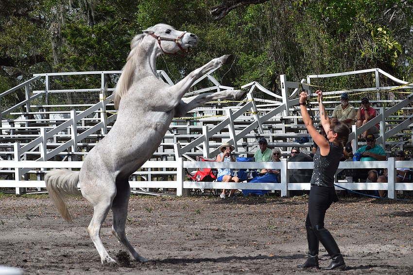 Damascus awes the crowd by lifting himself up after a command from Rebecca McCullough.