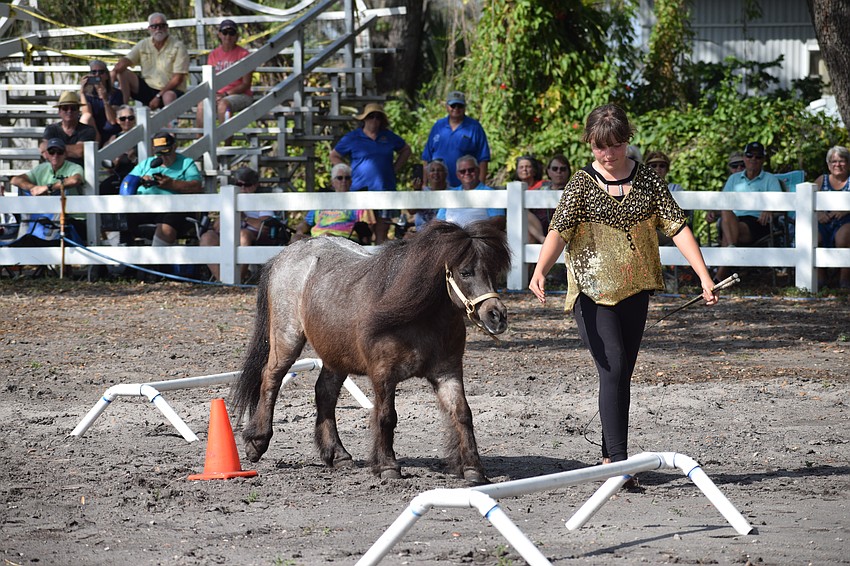 Little Willie, a rescue pony, follows the commands from Sydney McCullough as they go through obstacles.
