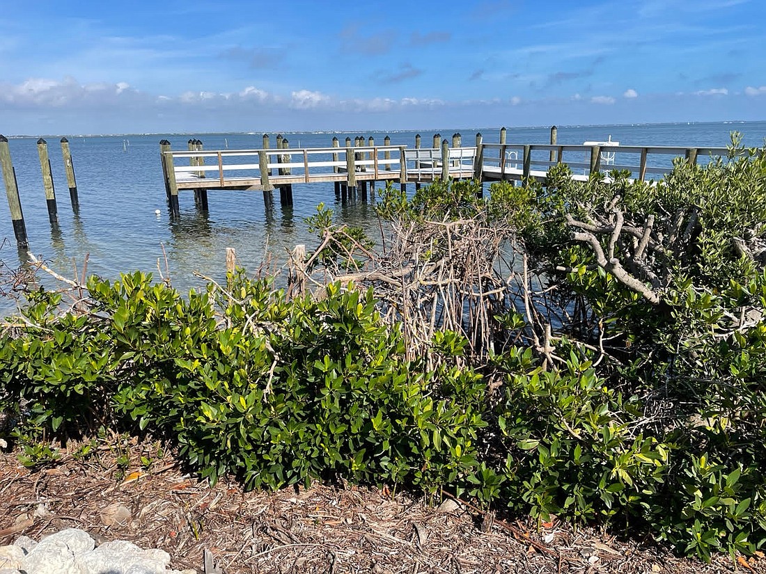 Trimming mangroves often requires a permit from Florida Department of Environmental Protection.