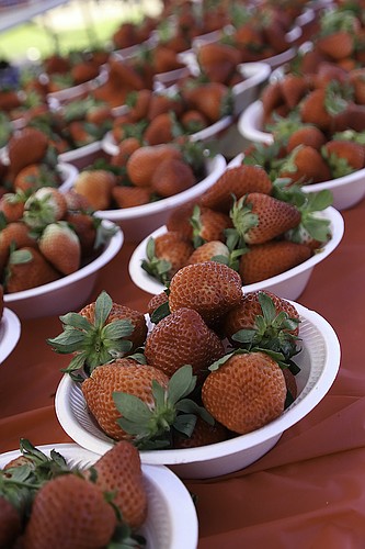 The scent of Plant City strawberries filled the air near the entrance to the Palm Coast Strawberry Fest on March 11, 2023. The focal point of the festival was available for purchase by the pint, half flat, or flat. Photo by Christine Rodenbaugh
