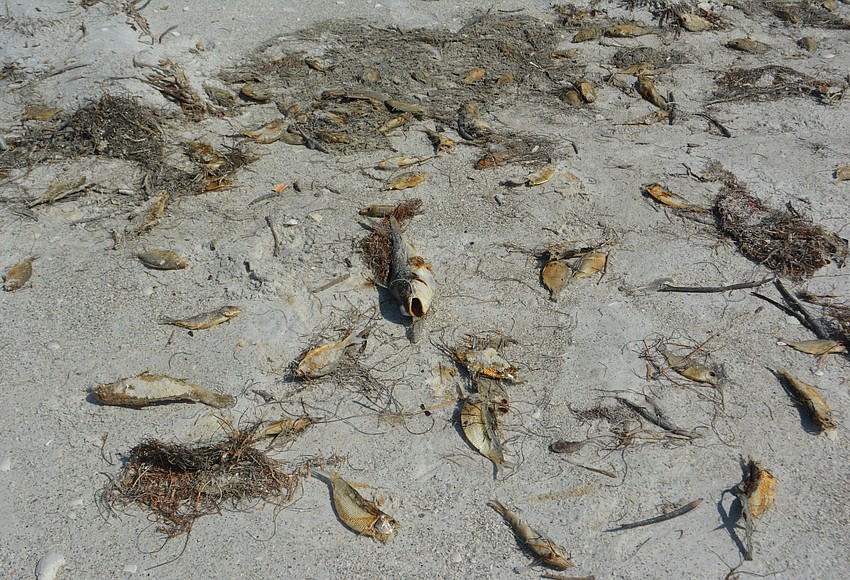 Dead fish on the beach? Longboat leans on nature for cleanup.