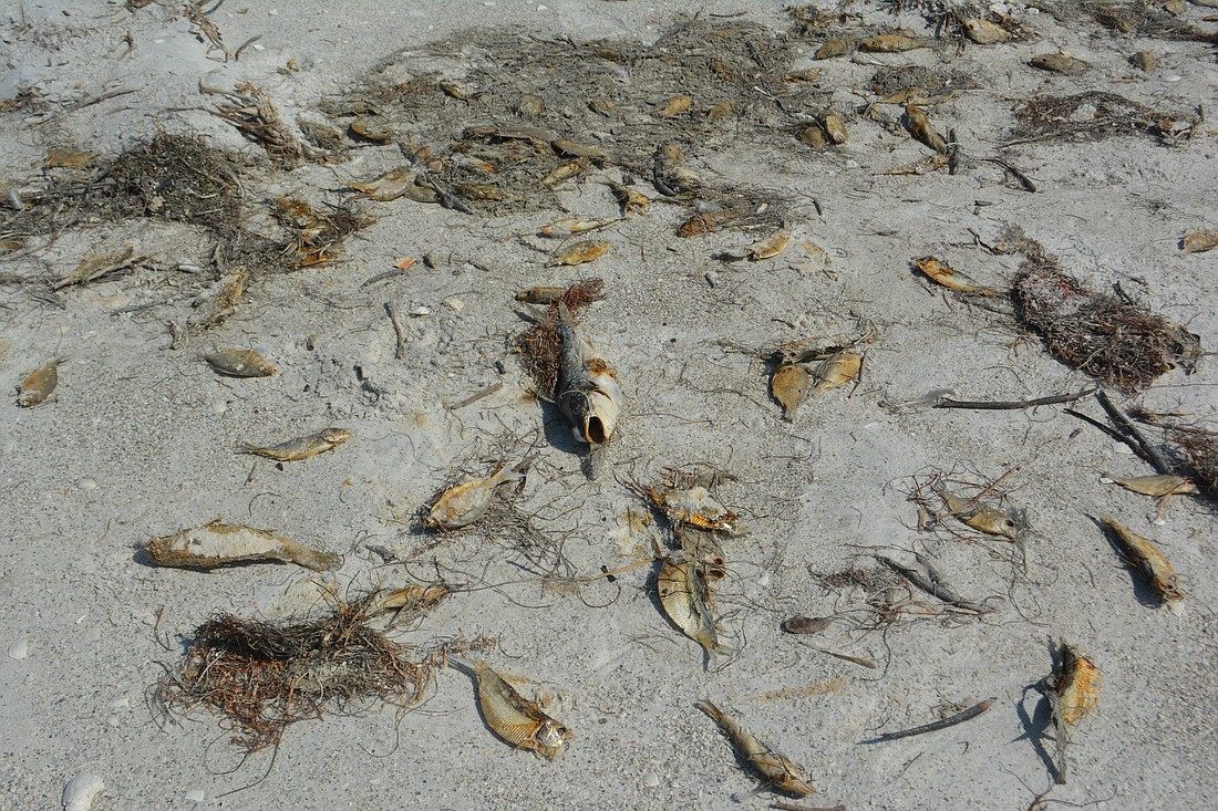 Dead fish are common on beaches during red tide.