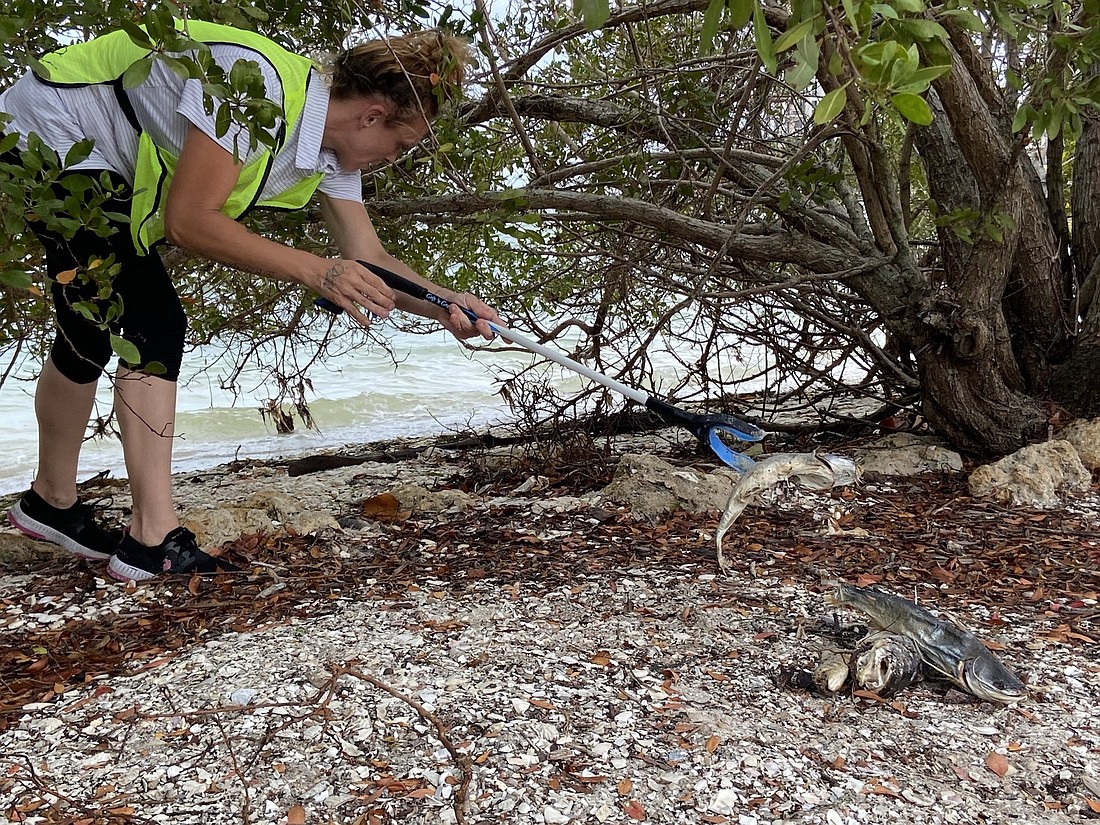 A marine debris worker reaches beneath a bush to pluck a dead fish from the shore of Bayfront Park.