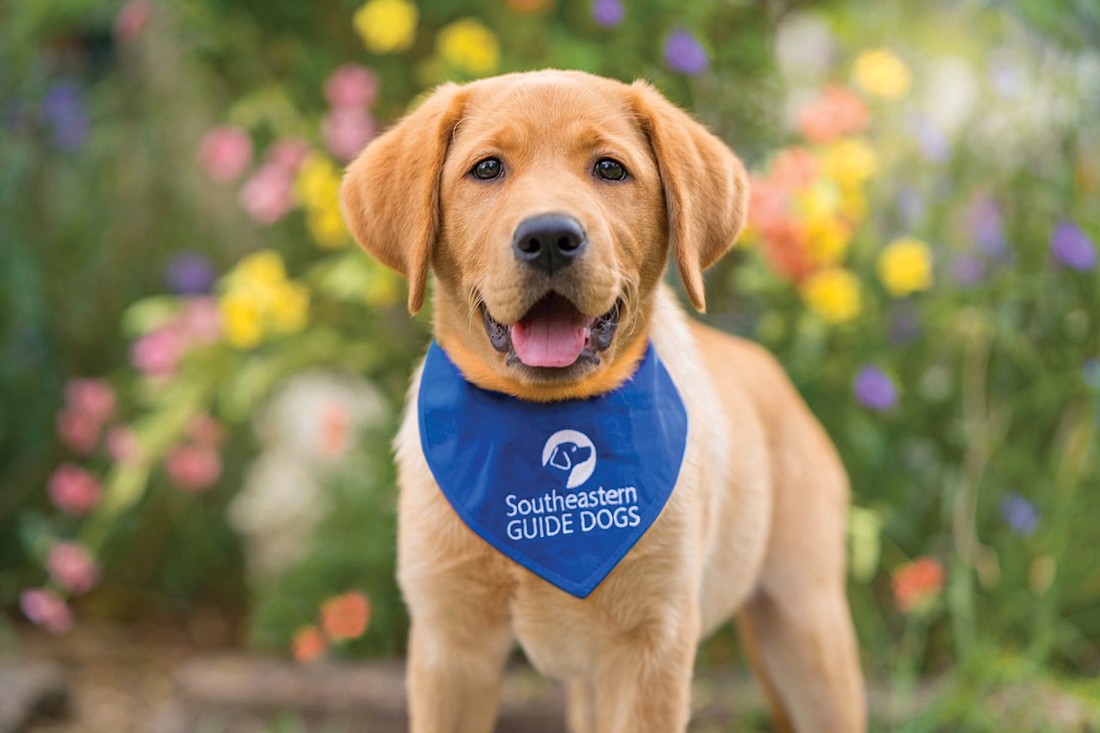 Southeastern Guide Dogs of Palmetto provides service dogs to recipients at no cost.