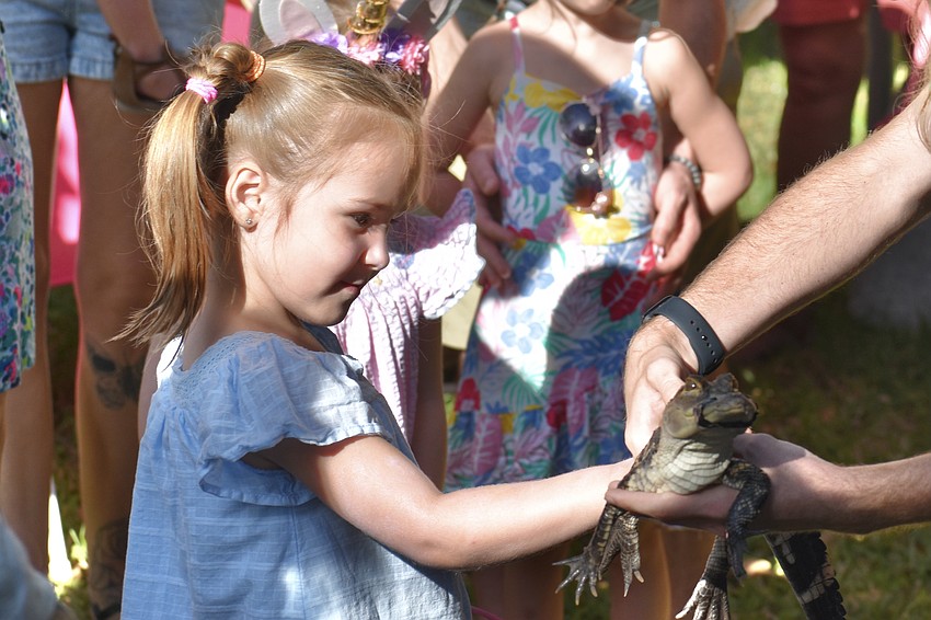 4-year-old Aria Pocius gets an up-close encounter with an alligator from Sarasota Jungle Gardens.