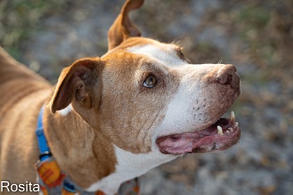 Rosita came to the shelter as a stray in December 2022. Courtesy photo