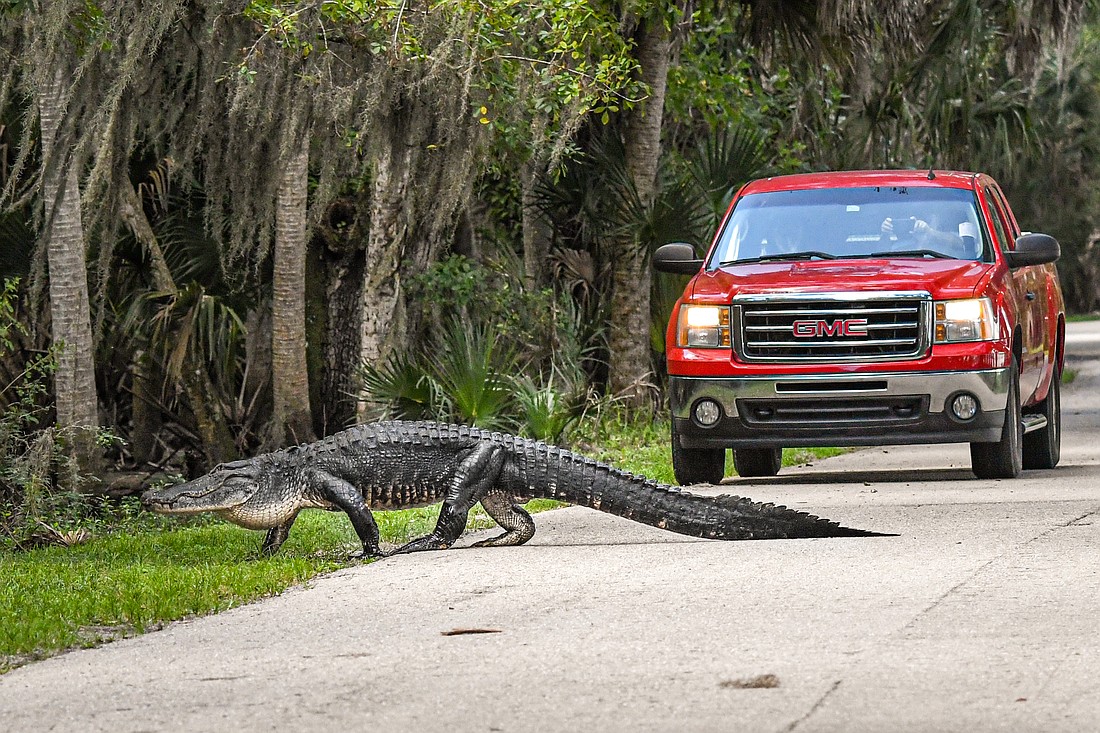If you encounter American alligators on the move, please give them plenty of space and allow them proceed at their own pace.