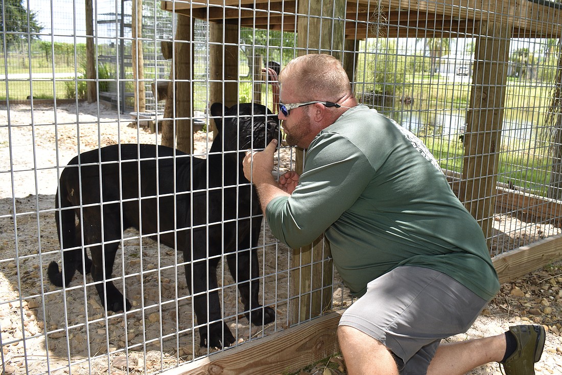 Clayton Rosaire greets a black jaguar April 21, 2023.