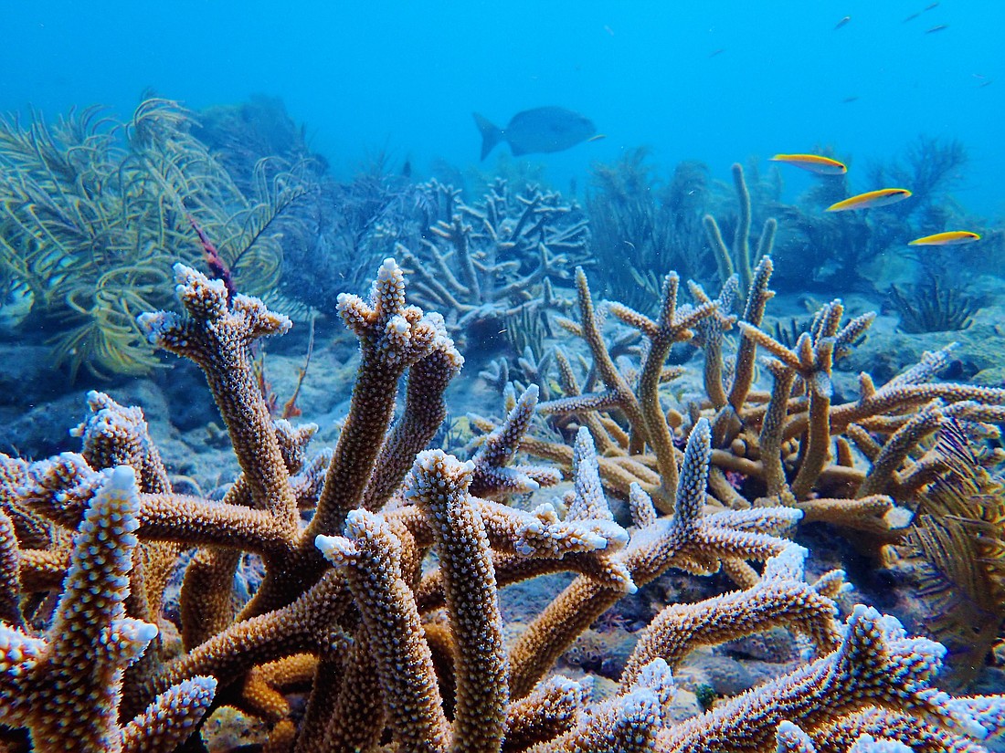 Staghorn coral outplants at Eastern Dry Rocks reef in Florida's Lower Keys.