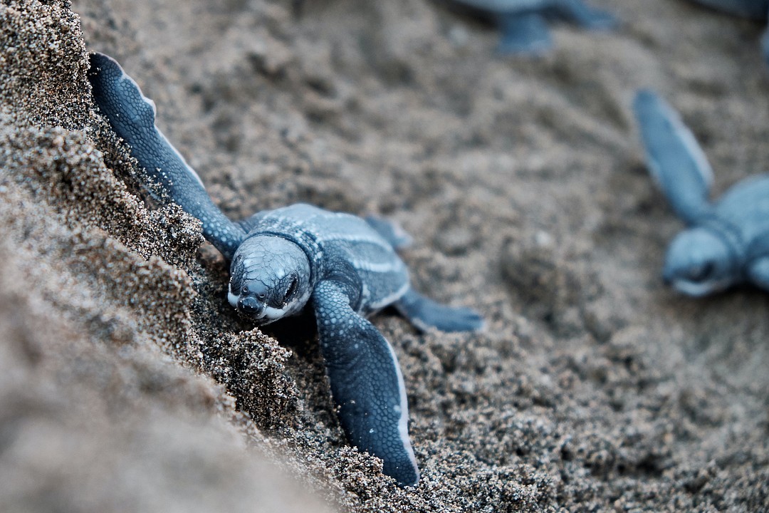 TINY TURTLE: This baby - Missouri Dept. of Conservation