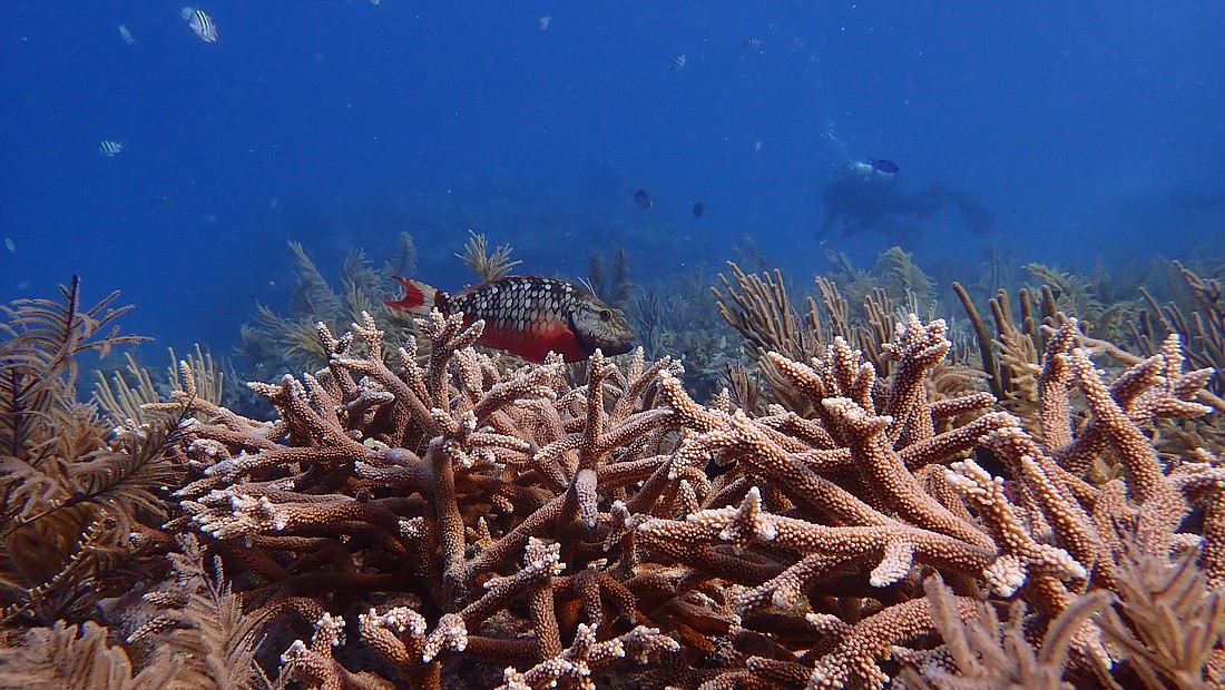 The growth of staghorn coral that was outplanted by Mote in 2019 near Key West.