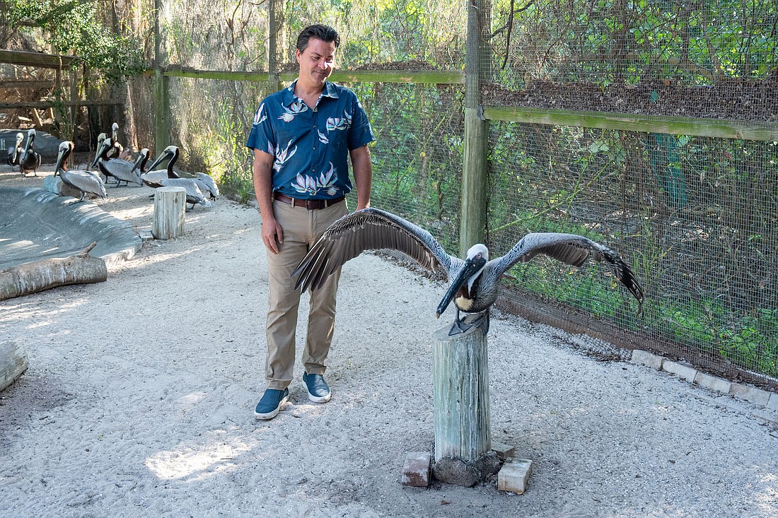 As much as SOS is an inviting place for people to behold birds — from pelicans to parakeets — the facility’s primary business is helping to revive ailing ones.