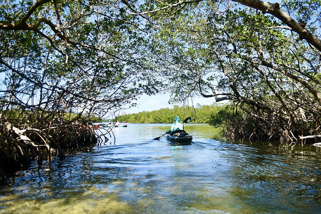 Mangrove forests are one of the most threatened tropical ecosystems in the world. Florida’s estimated 600,000 acres of mangroves contribute to the overall health of the state’s coastal zone in addition to providing some of the best kayaking experiences.