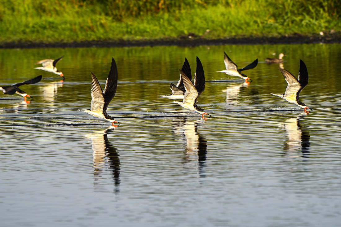 Unusually large flocks of black skimmers, imperiled due to habitat loss and degradation as result of coastal development, found refuge in Myakka River State Park this winter.