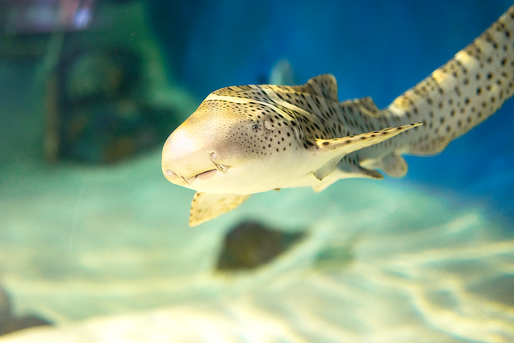 Schnitzel, a zebra shark, was brought to Sarasota from an aquarium in Minnesota to be featured at the Science Education Aquarium