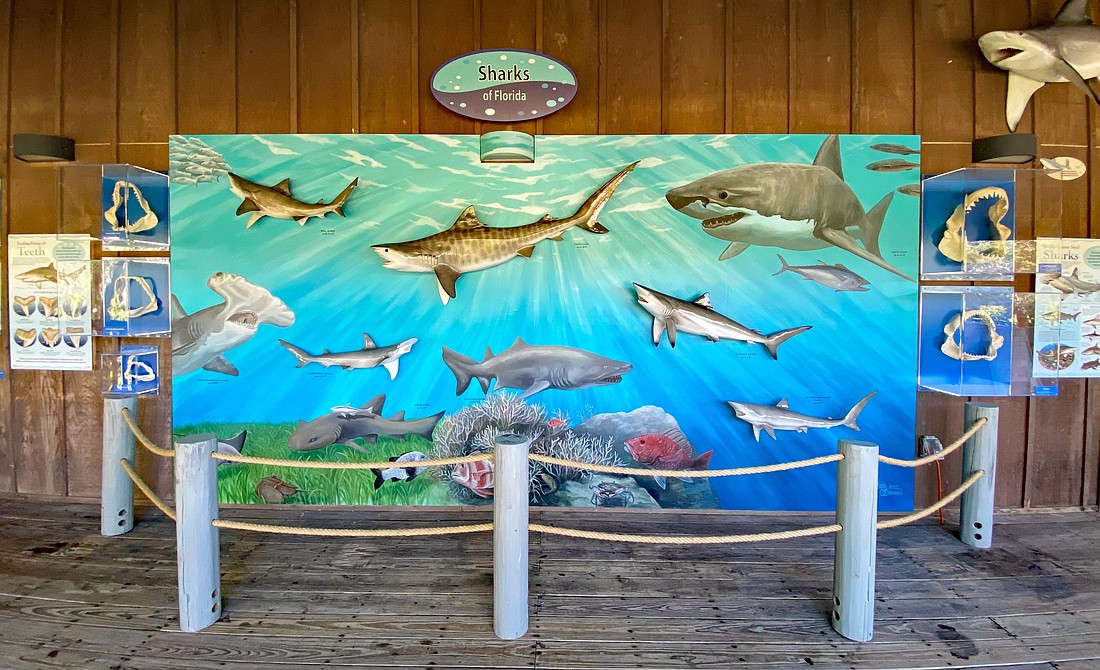 The Marine Science Center's shark exhibit. Courtesy photo