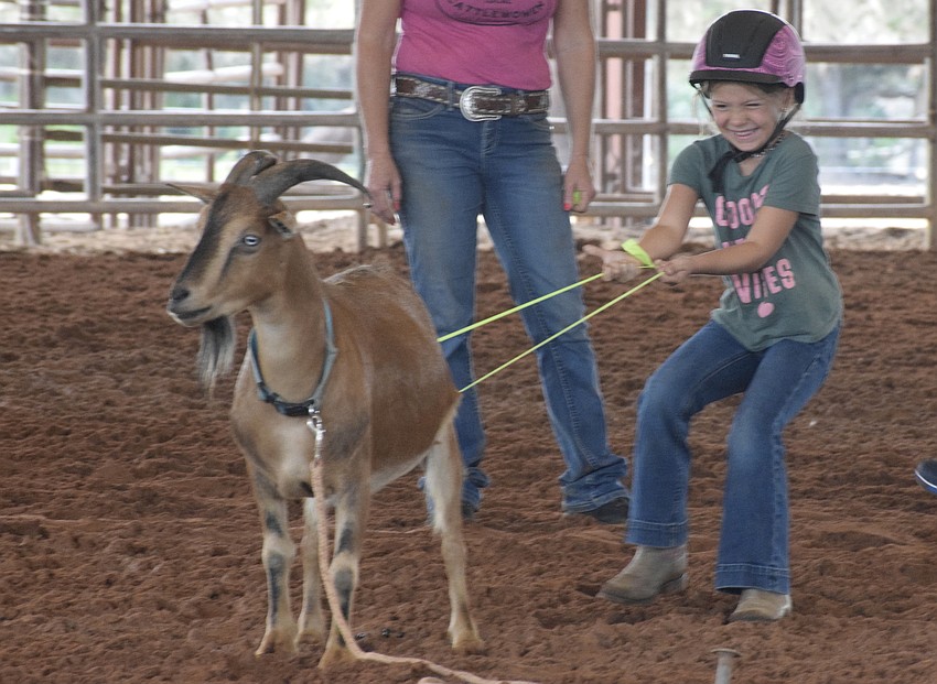 Kaylie Connours uses all her strength to pull a tag off a goat.