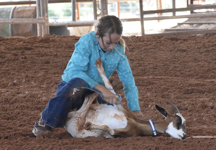 Myakka City Elementary School fifth grader Ellie Connours ties a goat's legs together as fast as possible.