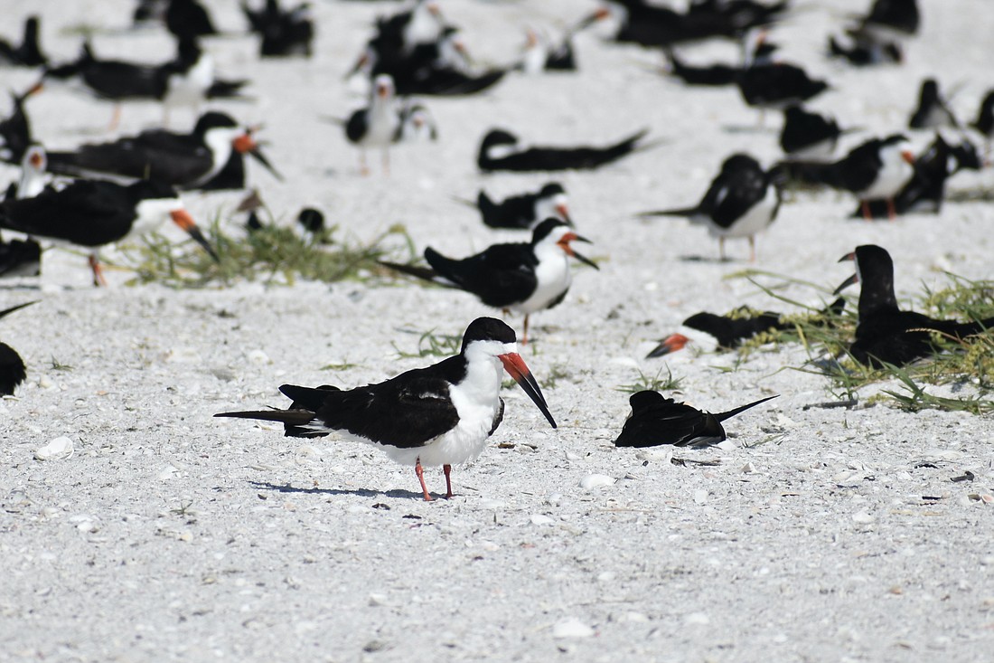 Black skimmers gather on South Lido Key.