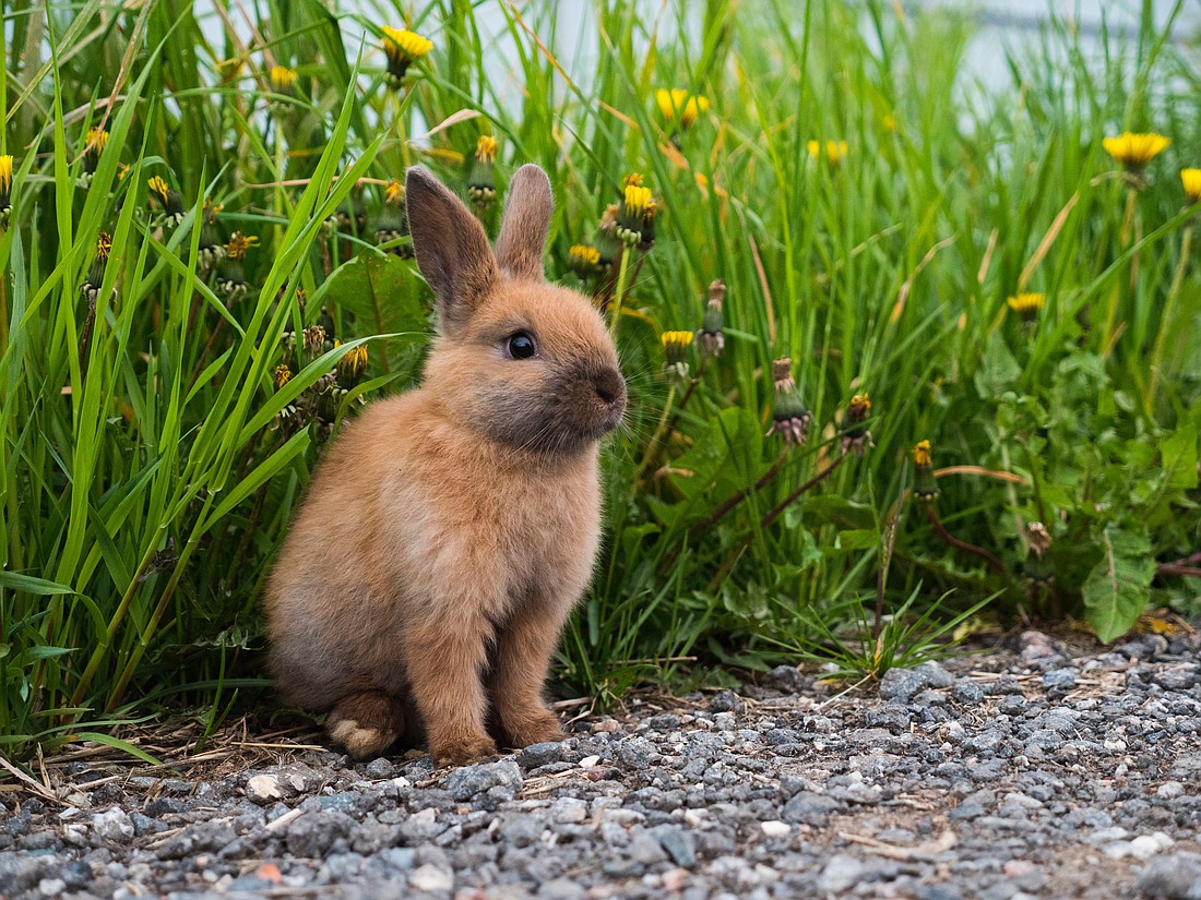 The town is looking to education as the solution to a rise in rabbit populations.