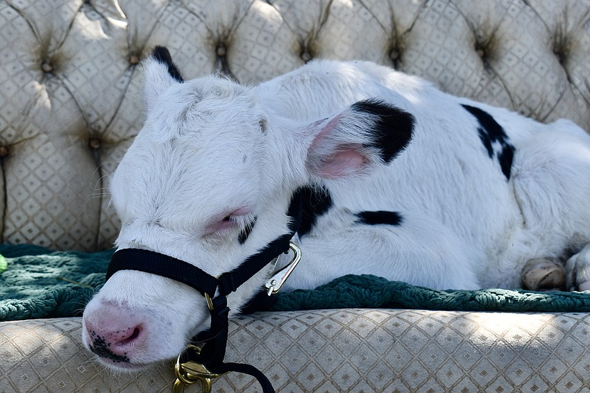 Three-week old calf Waylon naps in between photoshoots.