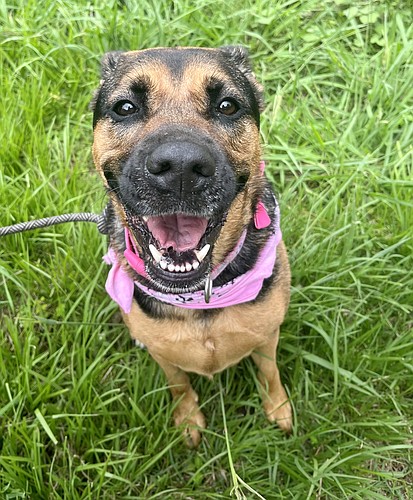 Ella is a five-year-old shepherd mix. She is wonderful with kids and with most other dogs. Photo courtesy of the Flagler Humane Society.