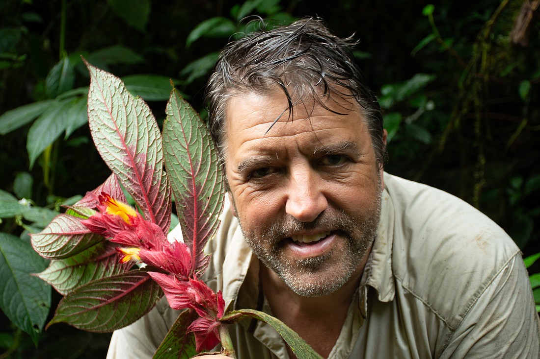 John L. Clark holding Columnea eubracteata during a field expedition on the western slopes of the Ecuadorian Andes.