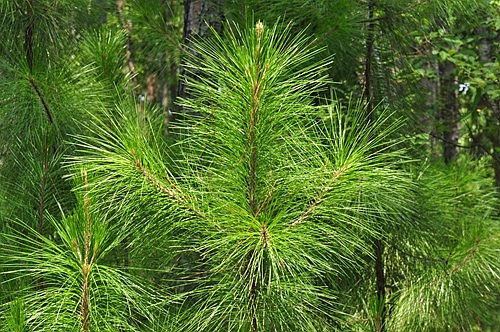 Slash pine, Pinus elliottii. Photo by Larry Allain, U.S. Geological Survey