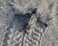 A leatherback turtle hatchling crosses the beach.