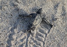 A leatherback turtle hatchling crosses the beach.
