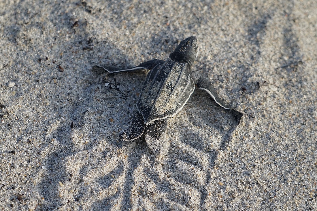 A leatherback turtle hatchling crosses the beach.