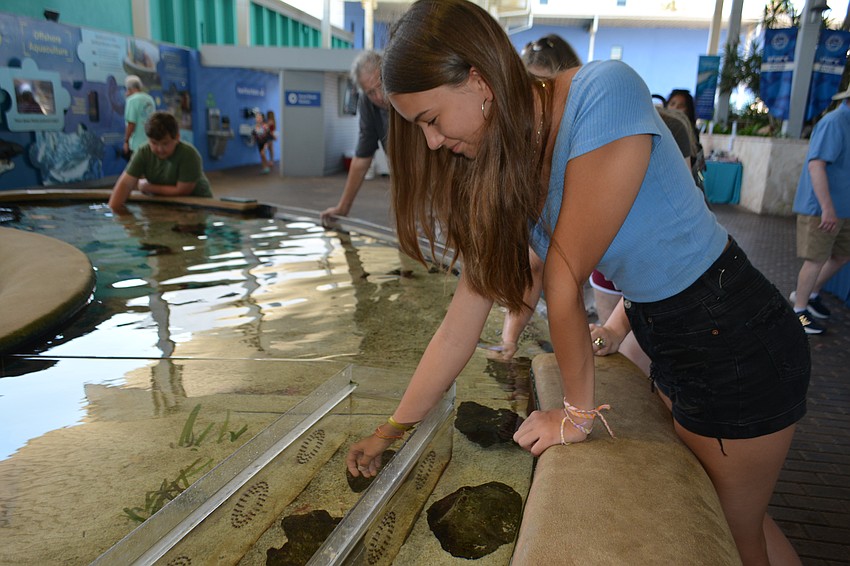 Katelyn Olsen tries to hold a peppermint shrimp.