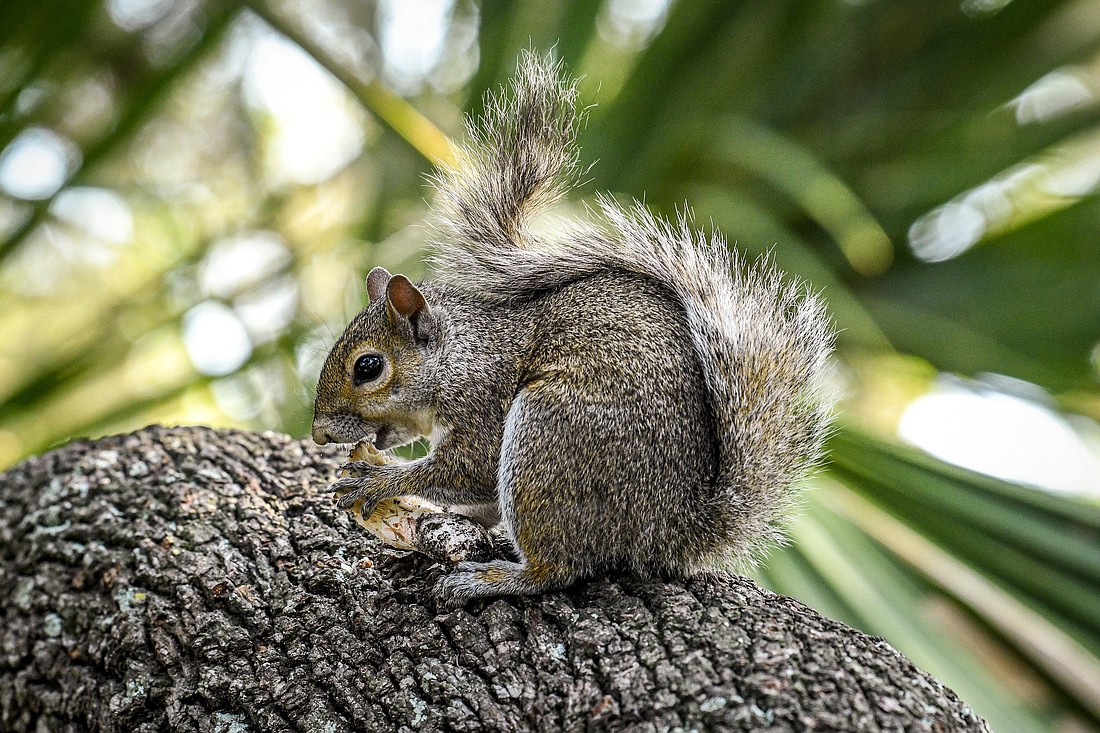 Squirrels are expert foragers; wild mushrooms are an important part of their natural diet, providing the nutrients they need to survive and thrive.