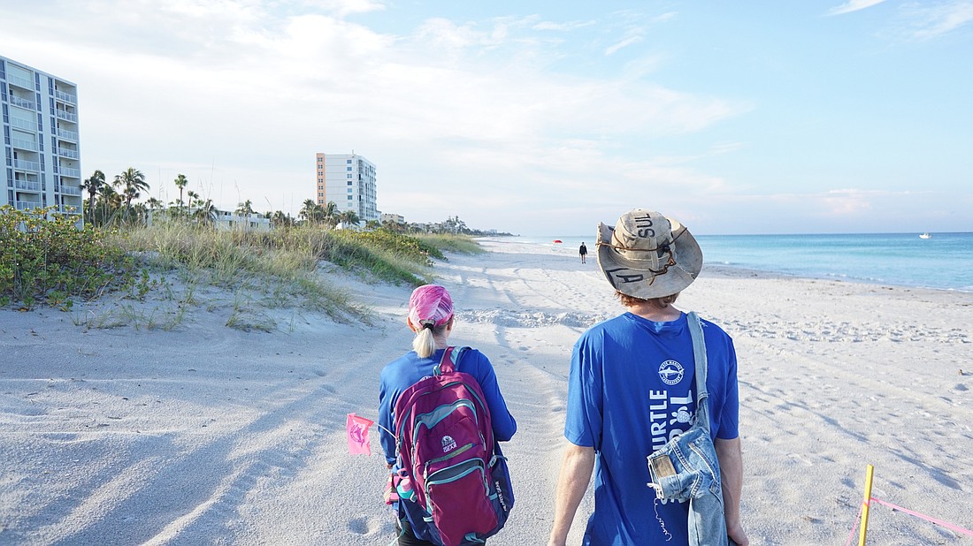 Connie Schindewolf and Caleb Jameson finish walking their zone by marking two nests next to each other. They both have a long history of volunteering with Longboat Key Turtle Watch.
