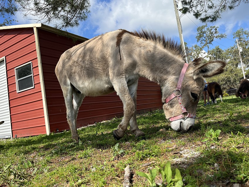 Bruiser takes a break for a snack.
