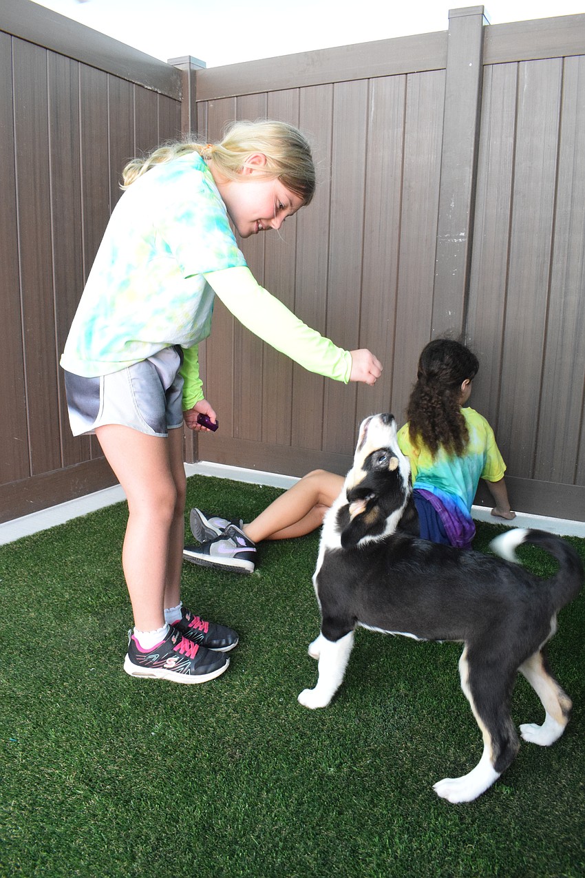 Betsy Rohel, who is 9, tries to get Appling, a 2-month-old puppy, to sit. Rohel says she likes helping to train the dogs.
