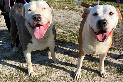 Brothers Ace and Rambo are both available for adoption. Courtesy photo