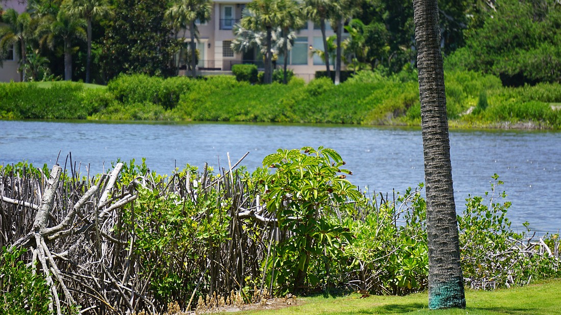 General permits allow for mangroves to be trimmed to 6 feet measured from the sediment.