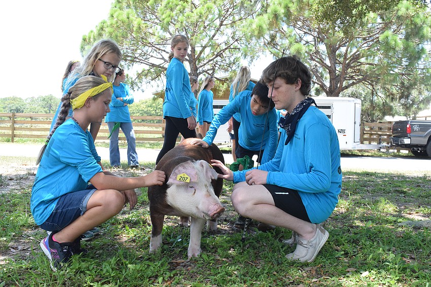 Campers Lydia Egolf, Peyton Pressley, Olivia Rushmore and Ethan Carr and camp counselor Byron Simon talk about the different breeds of pigs while petting OD.