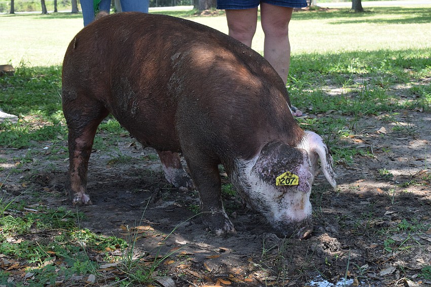 OD plays around in the mud after going for a long walk.