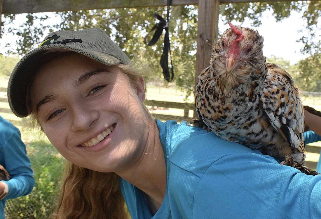 Bridget Ipjian, a rising junior, laughs as a chicken rests on her back.