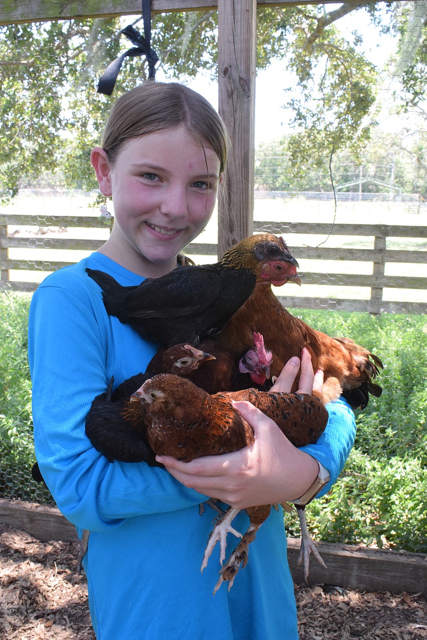 Brynn Shear, a rising sixth grader, holds six chickens at once.