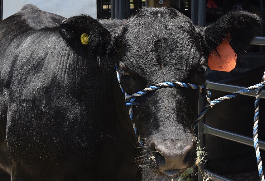 Dak loves meeting Junior Ranchers campers.