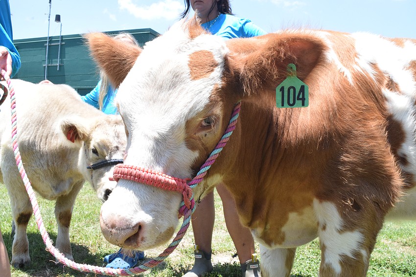 Moose is one of the cows Junior Ranchers campers have the opportunity to meet and care for during camp.