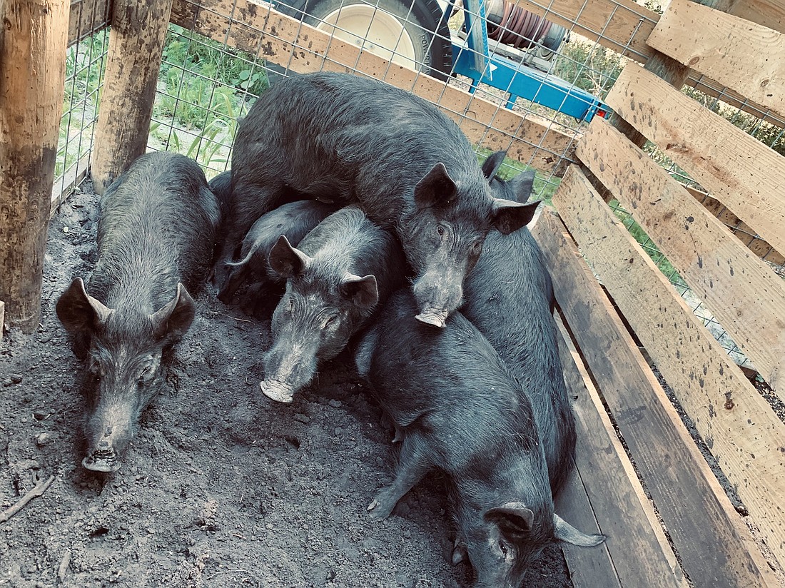 Hogs wait in the holding pen at Duette Preserve to be transported to Shogun Farms.