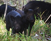 Wild pigs look for food near Lakewood Ranch Town Hall.